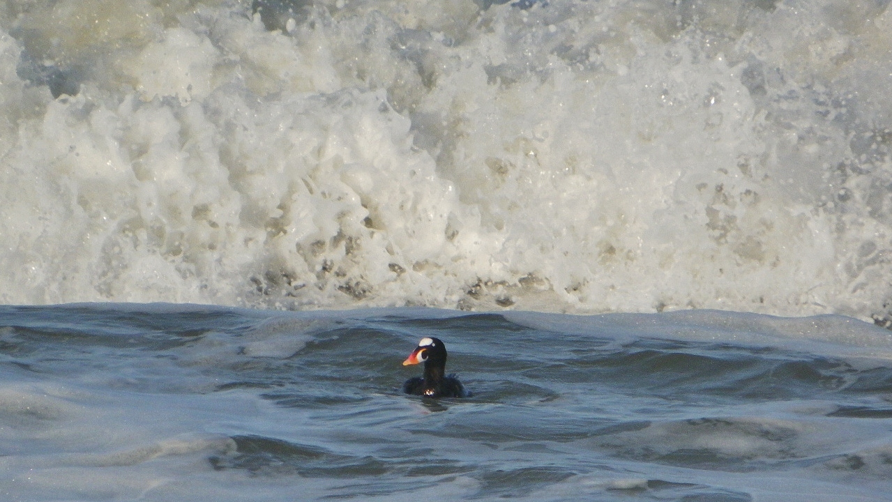 Surf Scoter