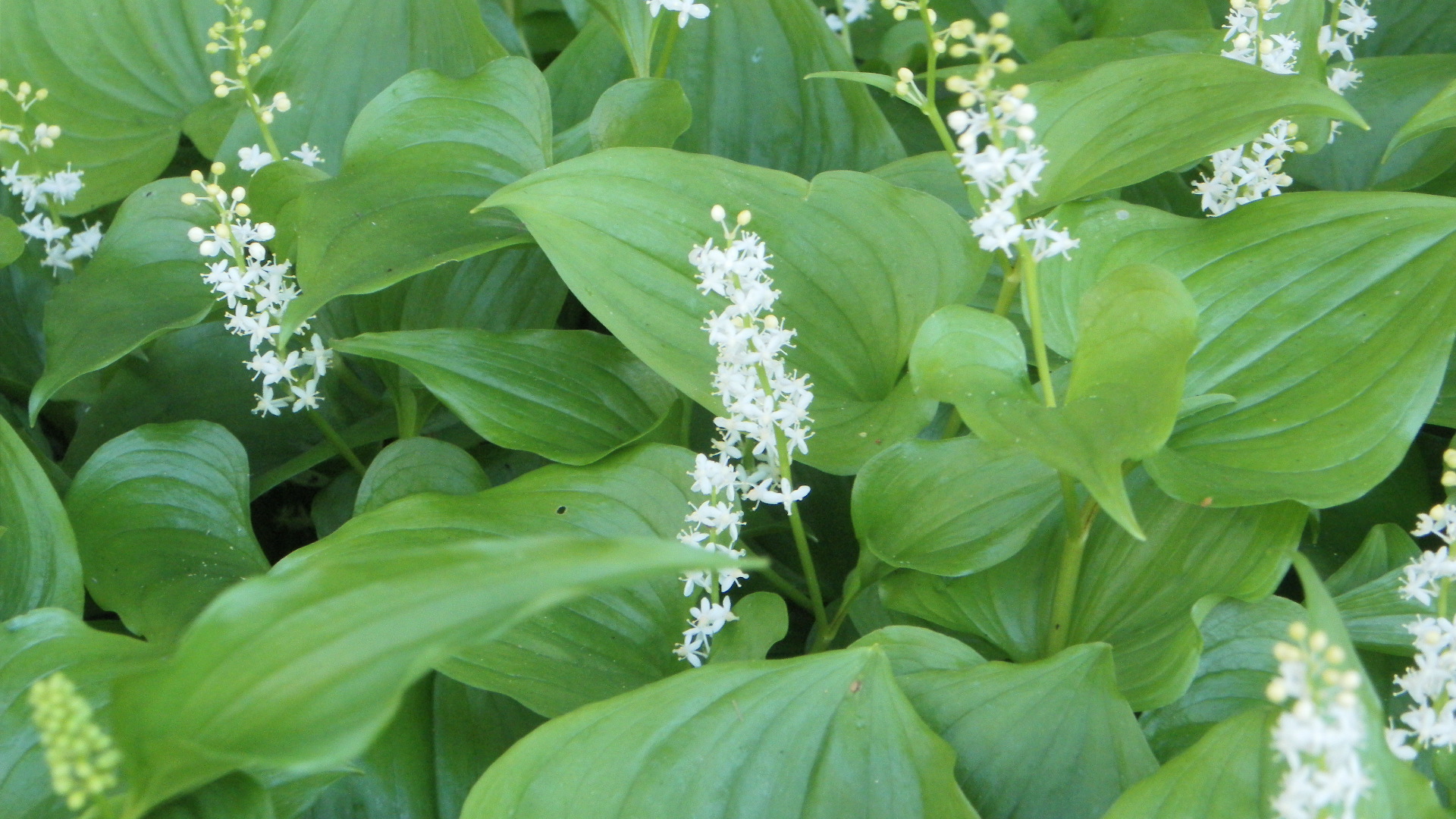 False Lily of the Valley