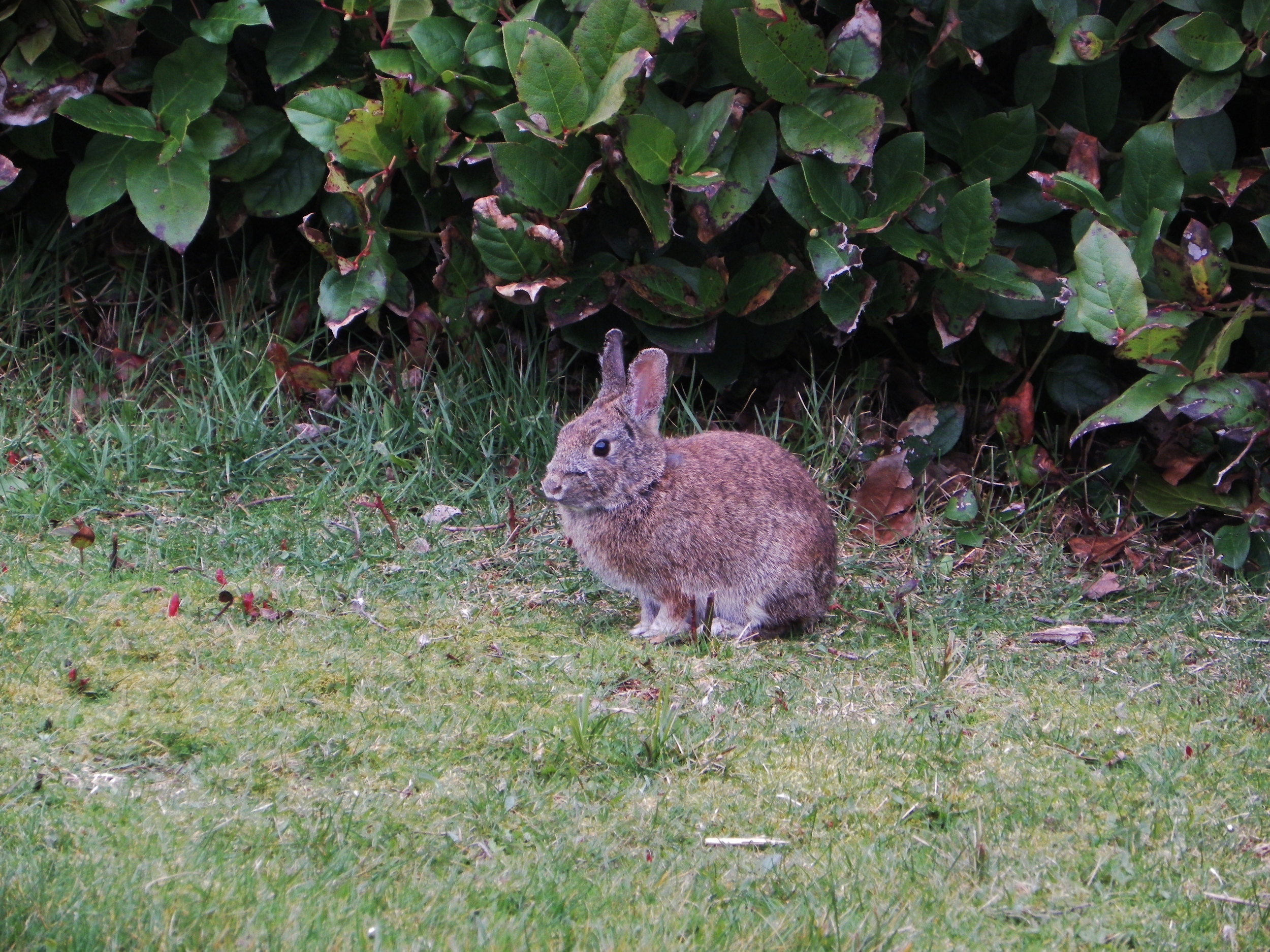 Brush Bunnies