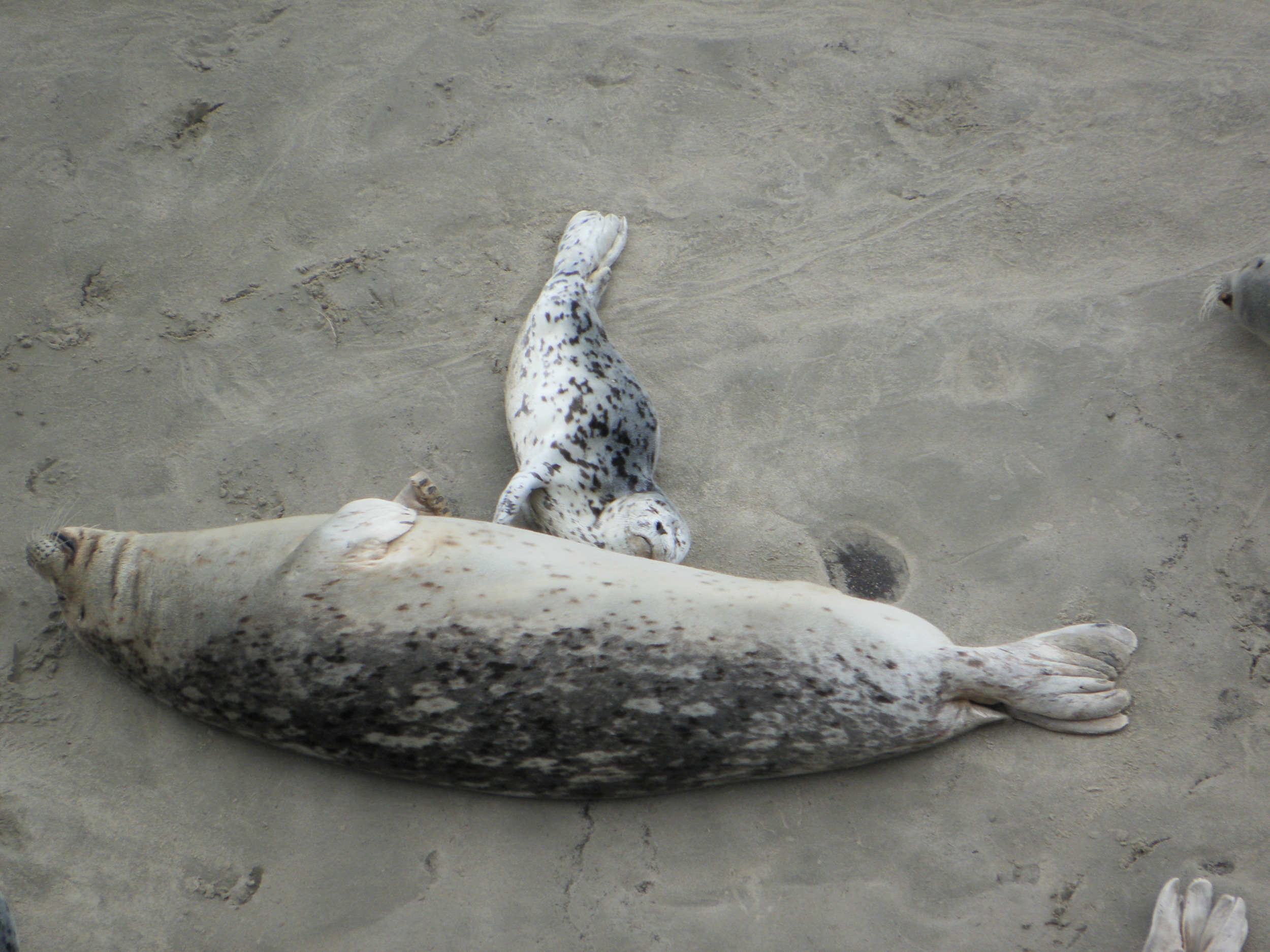 Nearby Alsea Bay Harbor Seals
