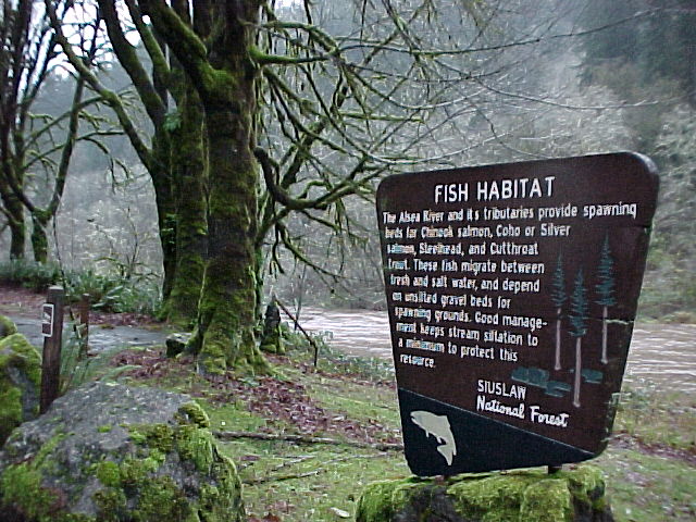 Alsea River Fish Habitat