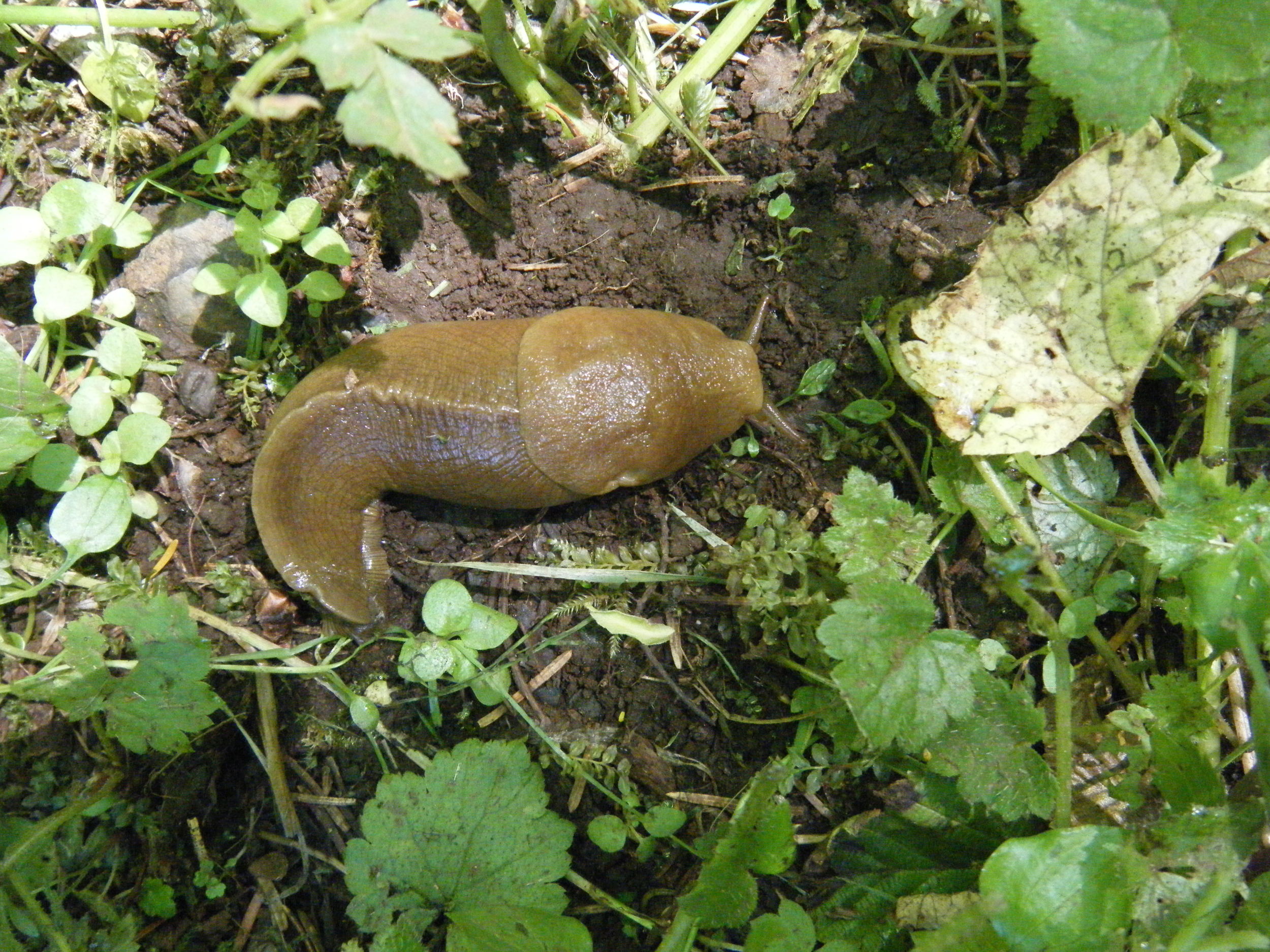 Banana Slug