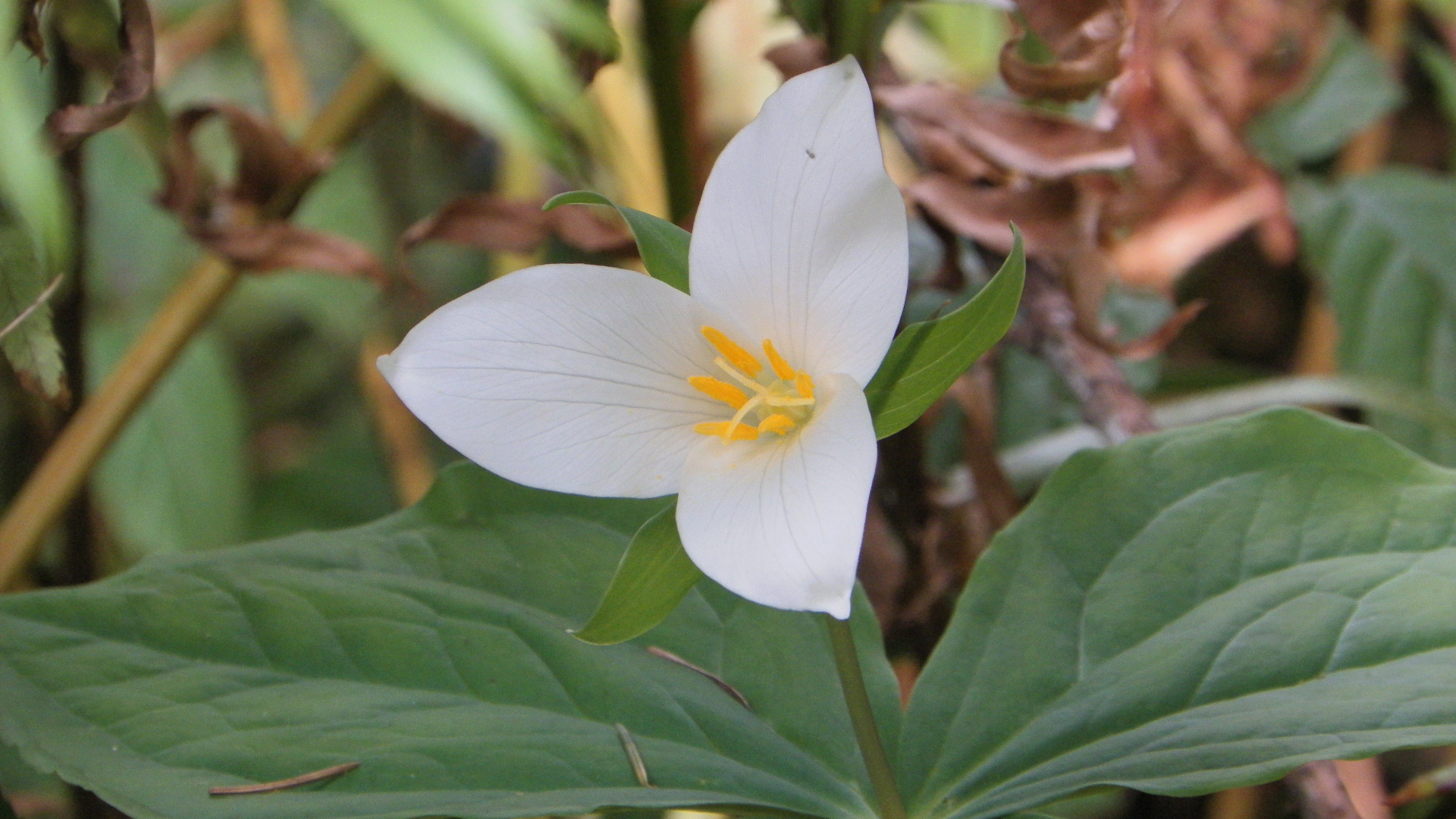 Trillium Wildflower