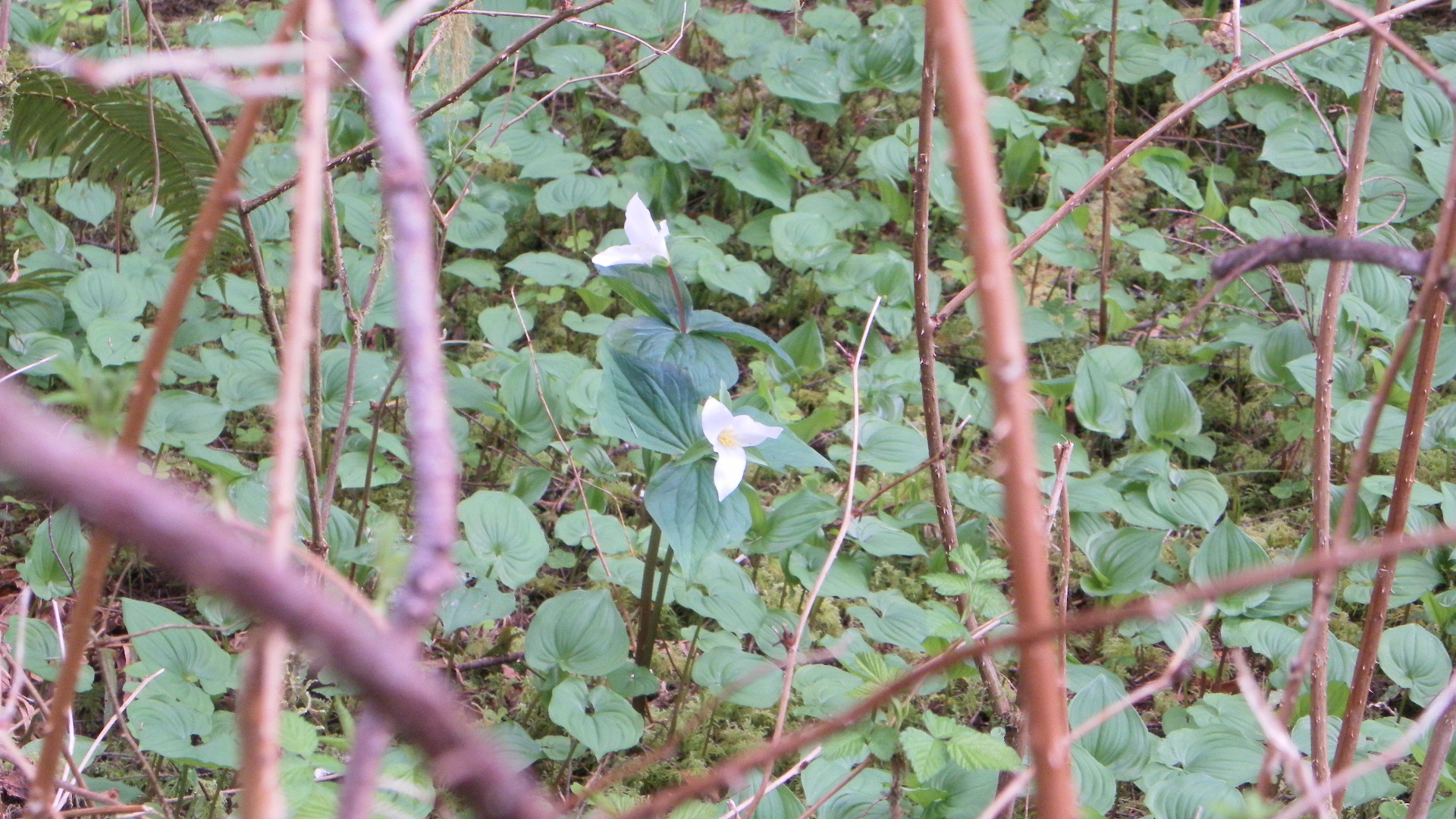 Trillium Among False Lilly of the Valley