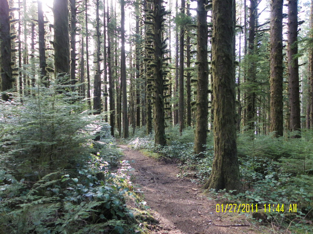 Oregon Coast Trails near Florence, Oregon