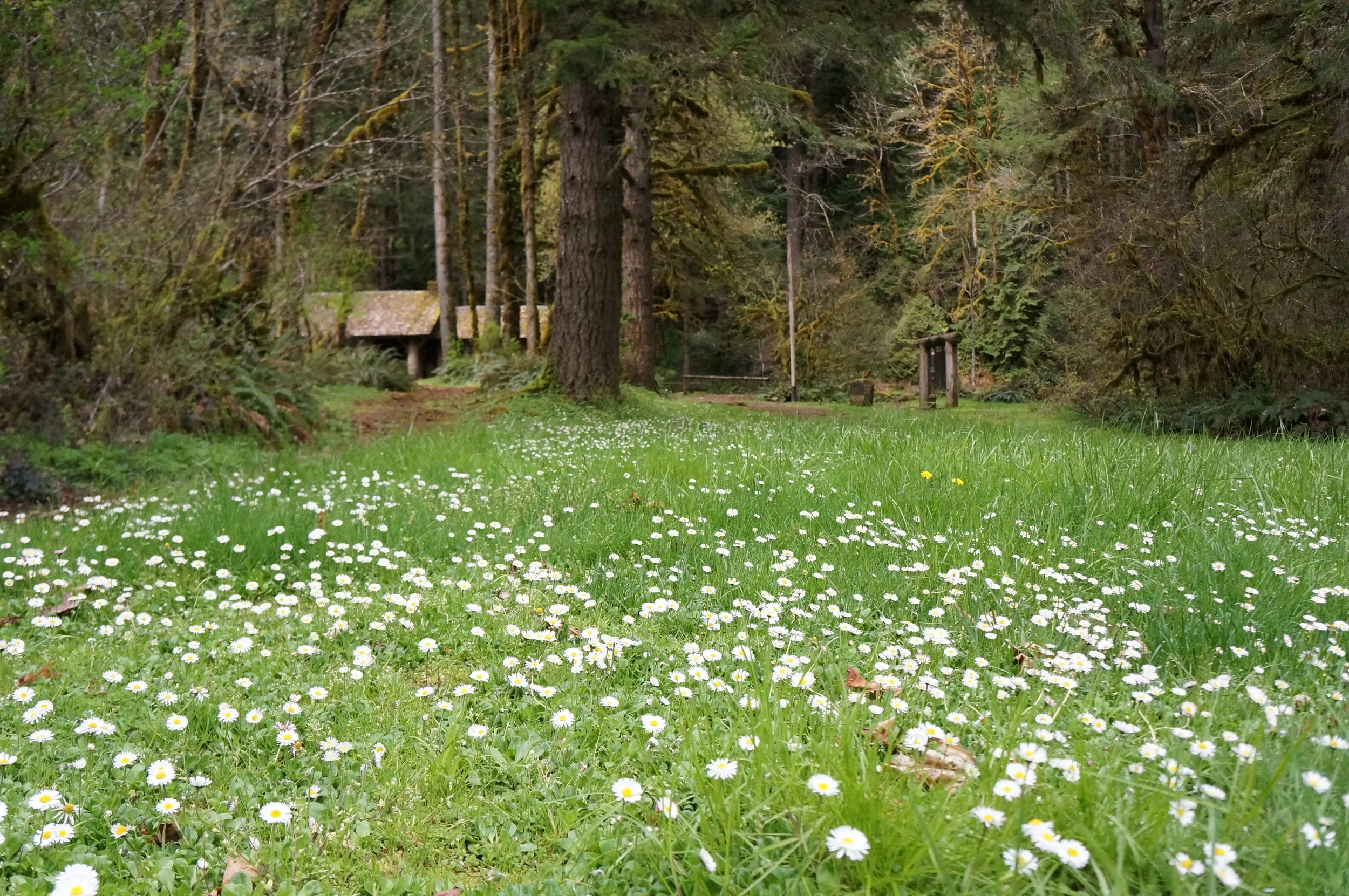 Clark Creek Organization Camp Field