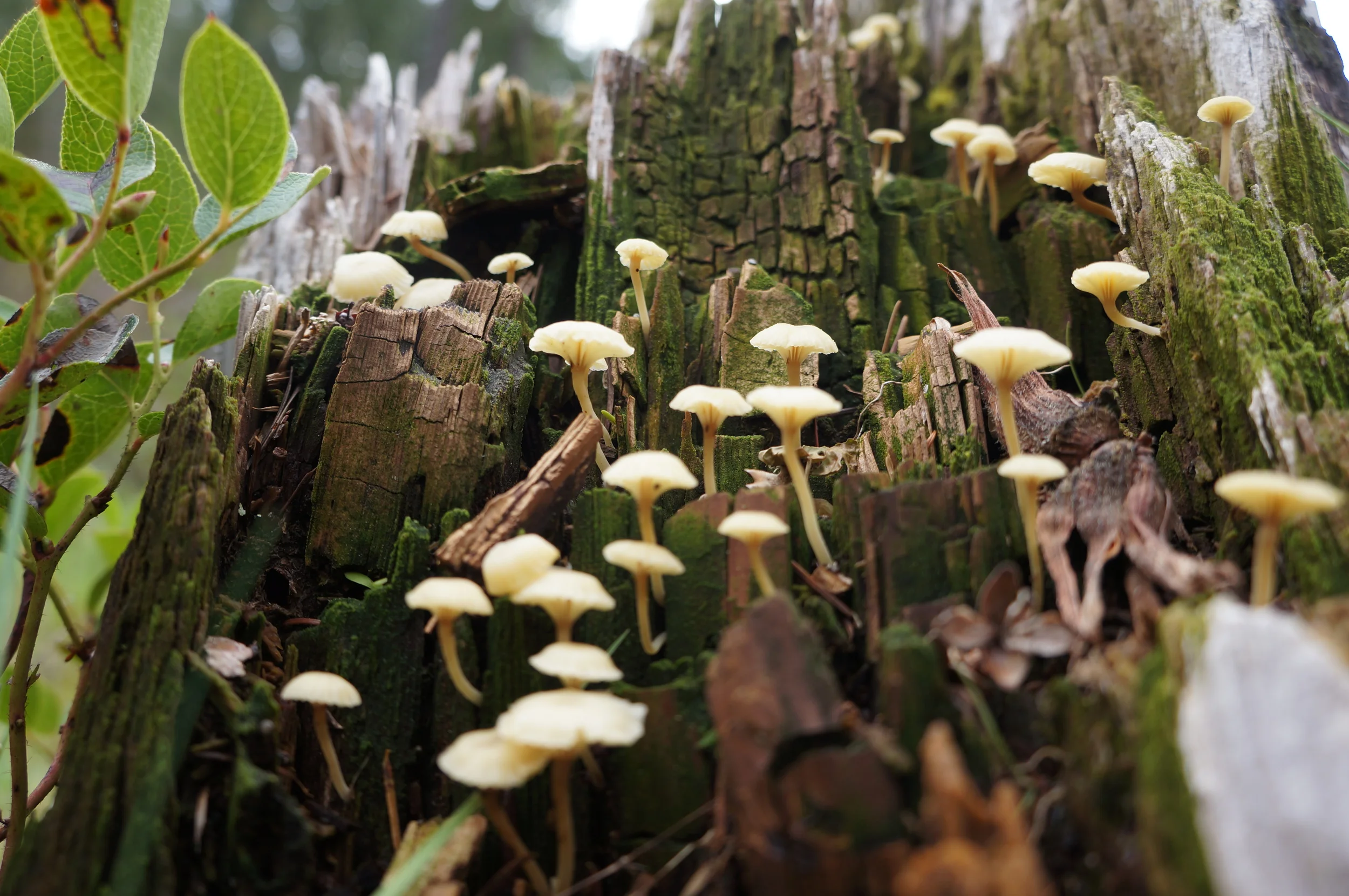Mushrooms