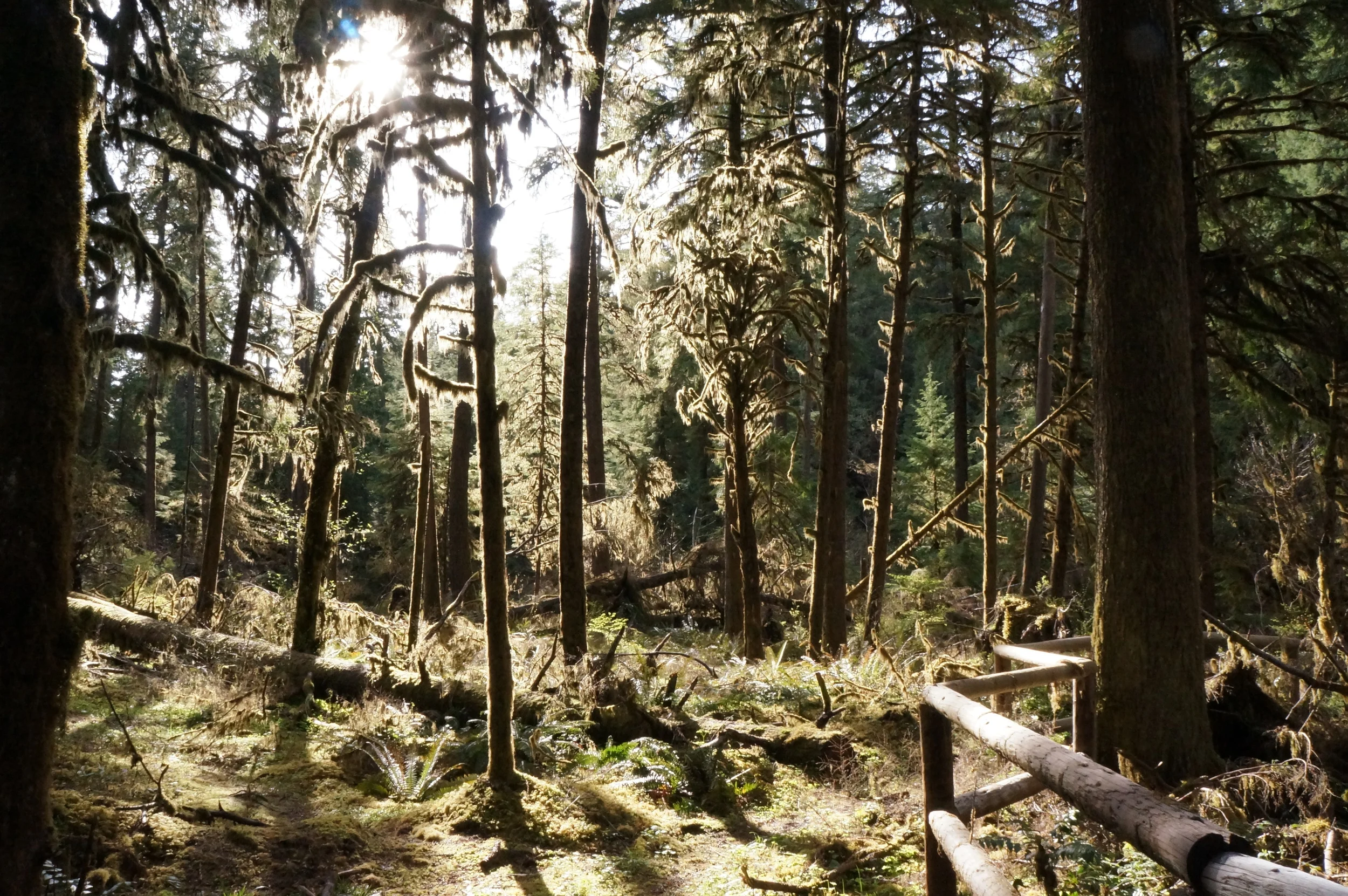 Sunlight at Puma Campground
