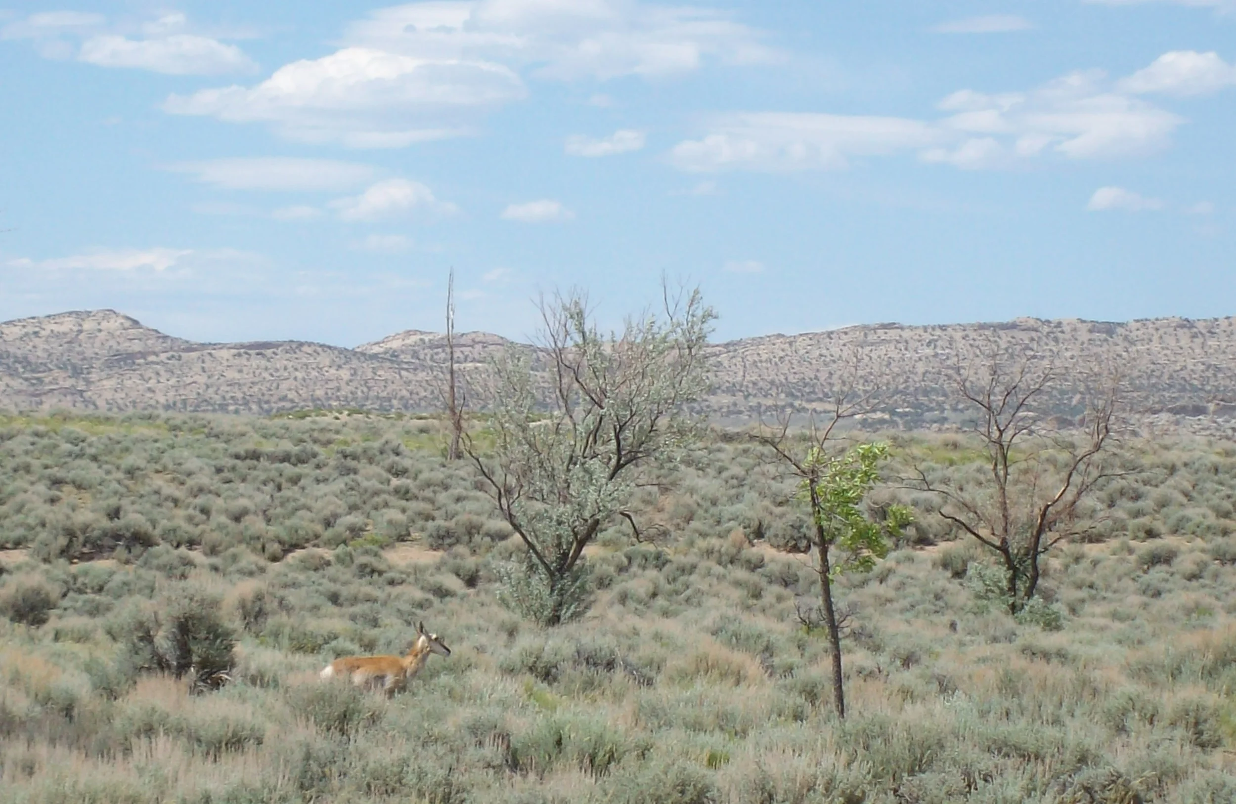 Antelope (1).JPG