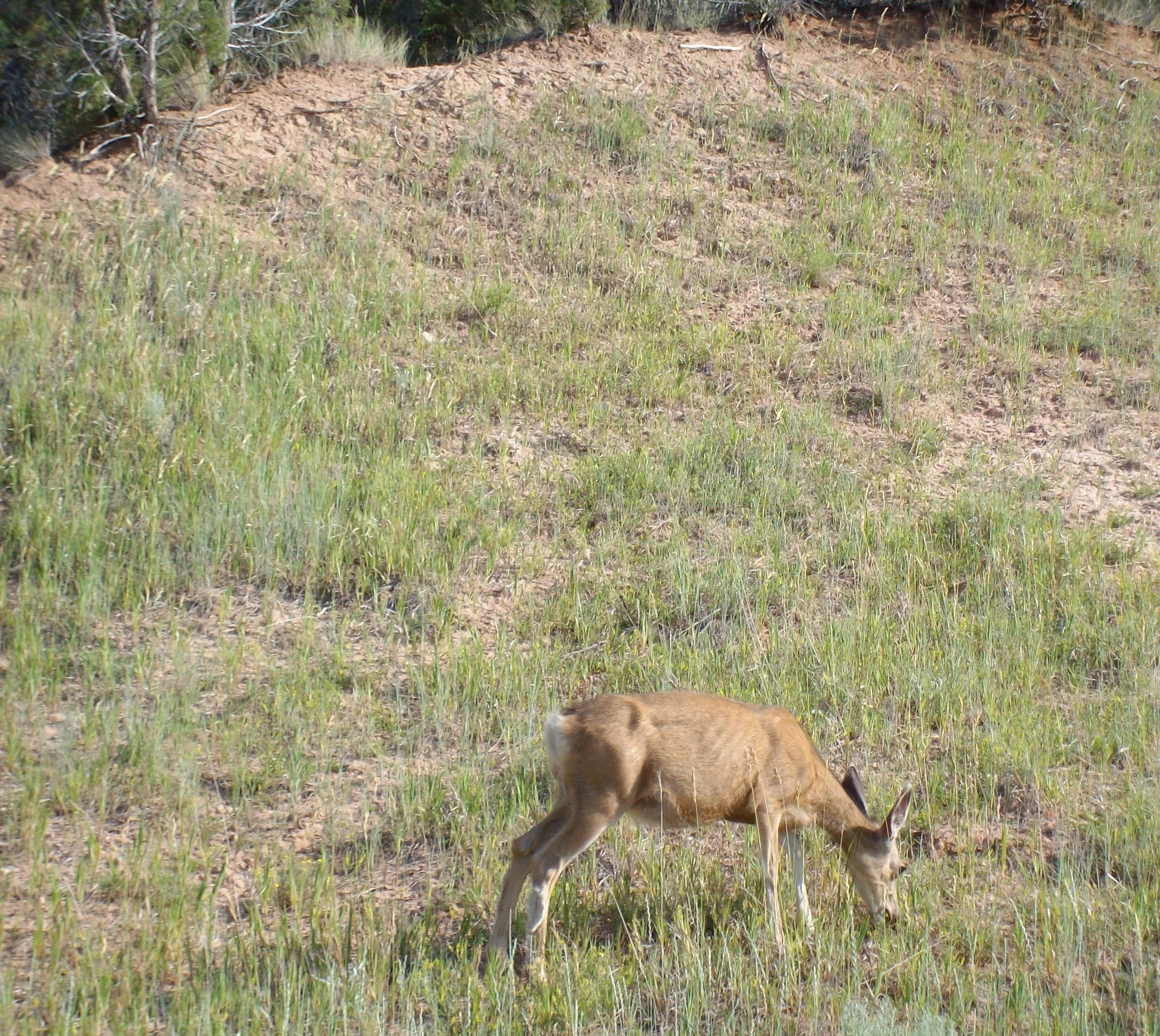 CS grazing deer - Copy.JPG