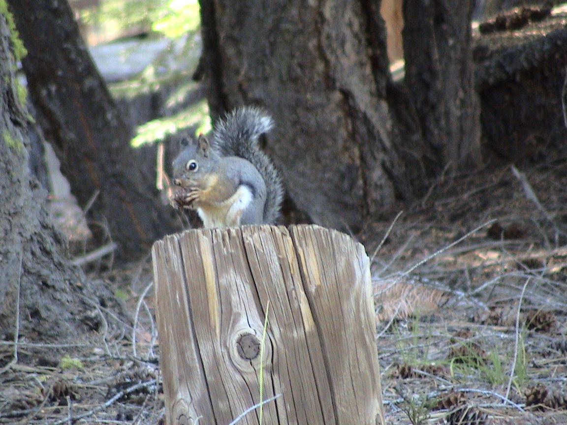 Pine Squirrel