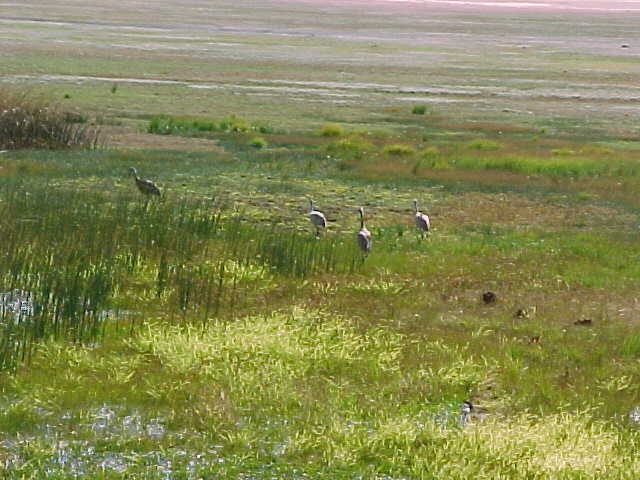 Cranes in Meadow