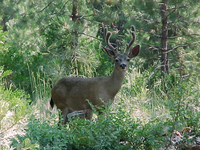 Mule Deer - Nice Buck