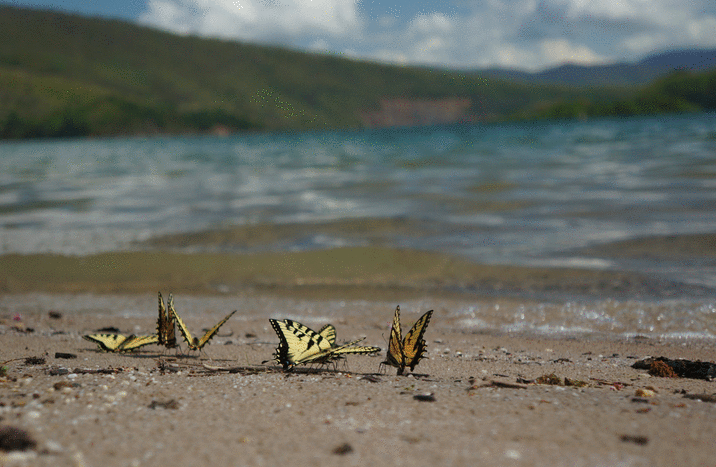 Butterflies basking in the sun in the Bolar Mountain Recreation Area in the George Washington & Jefferson NF