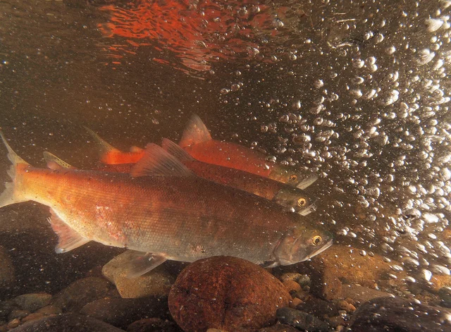 Kokanee Salmon On The Run, Turning Rivers Red