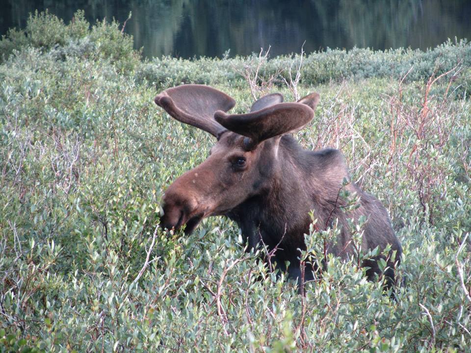 Bull Moose in Willow Bog