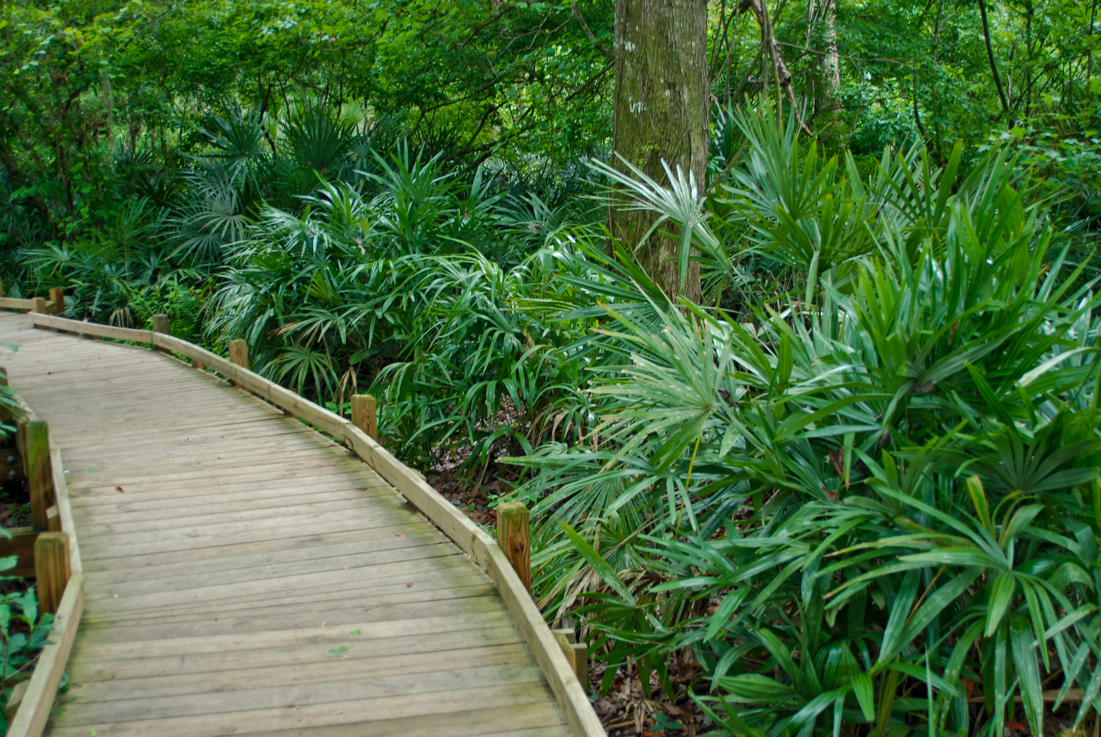 Boardwalk makes easy walking on Bear Swamp Trail