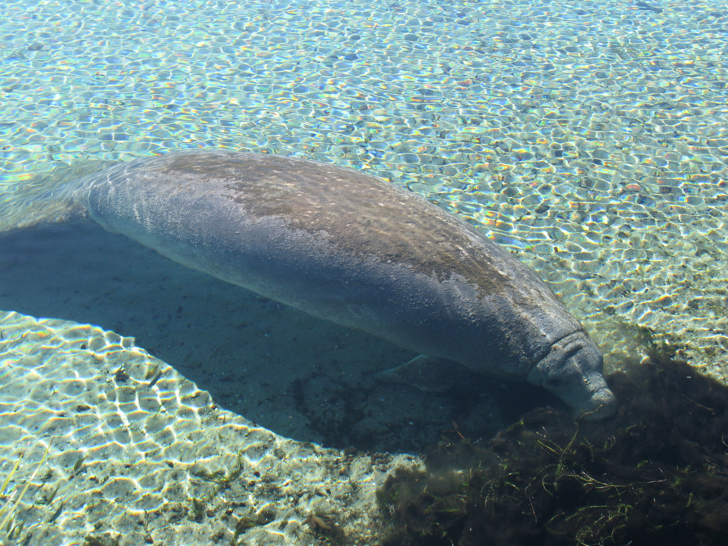 Manatee