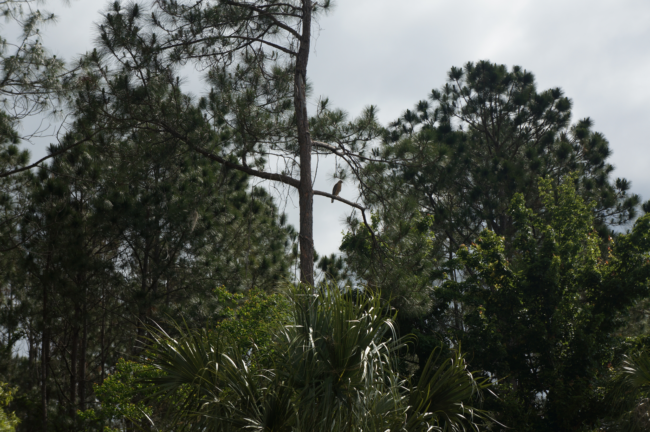 Osprey in tree