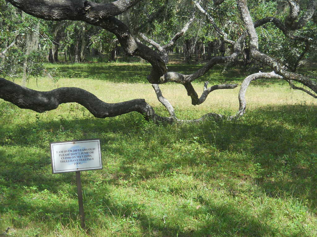 Tree over 200 years old