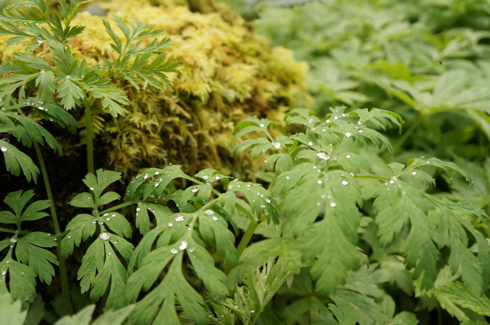 Soft forest floor