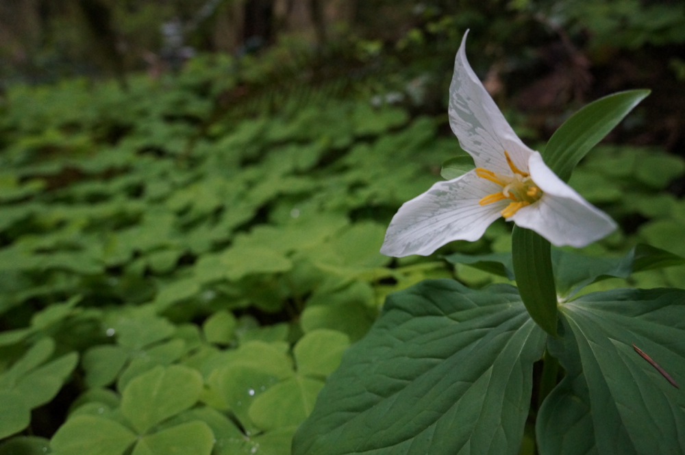 Trillium