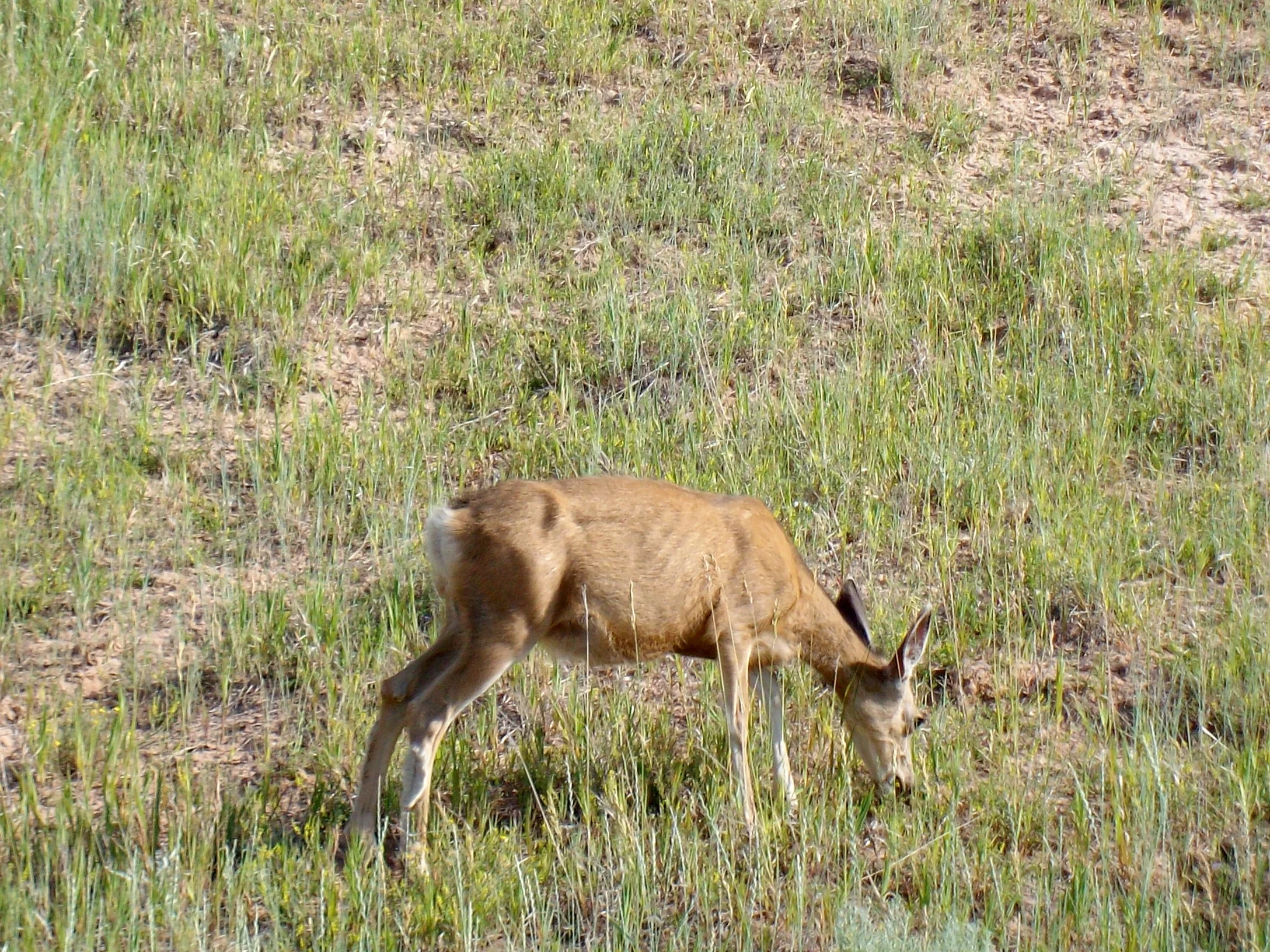 Cedar Springs wildlife