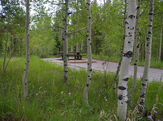 Shaded by quaking aspen in Lodgepole Campground
