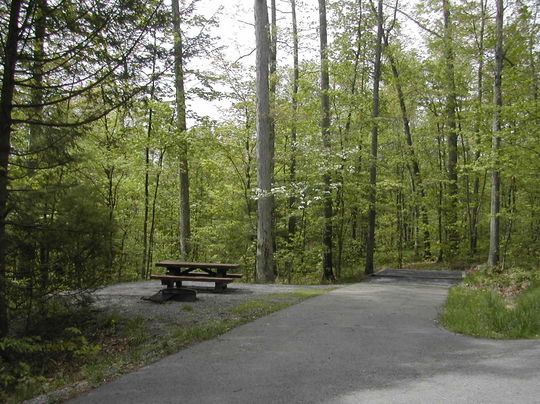 Immerse yourself in nature in Seneca Shadows Campground, WV