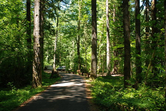  Lush and green forest camping&nbsp;in Hoover Campground, Detroit Lake, OR    