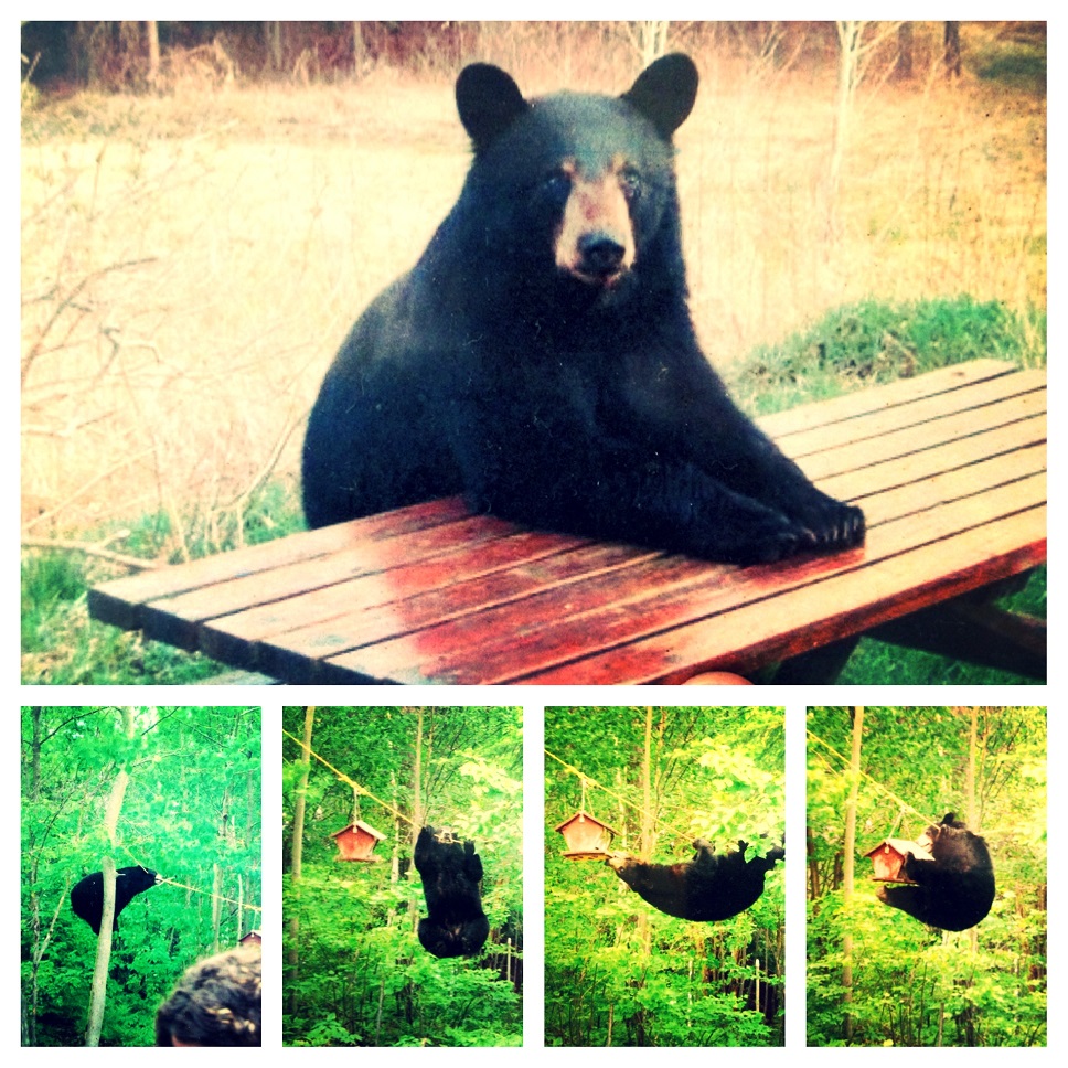 Black bear in George Washington-Jefferson National Forest, Bolar Mountain Recreation Area, Virginia