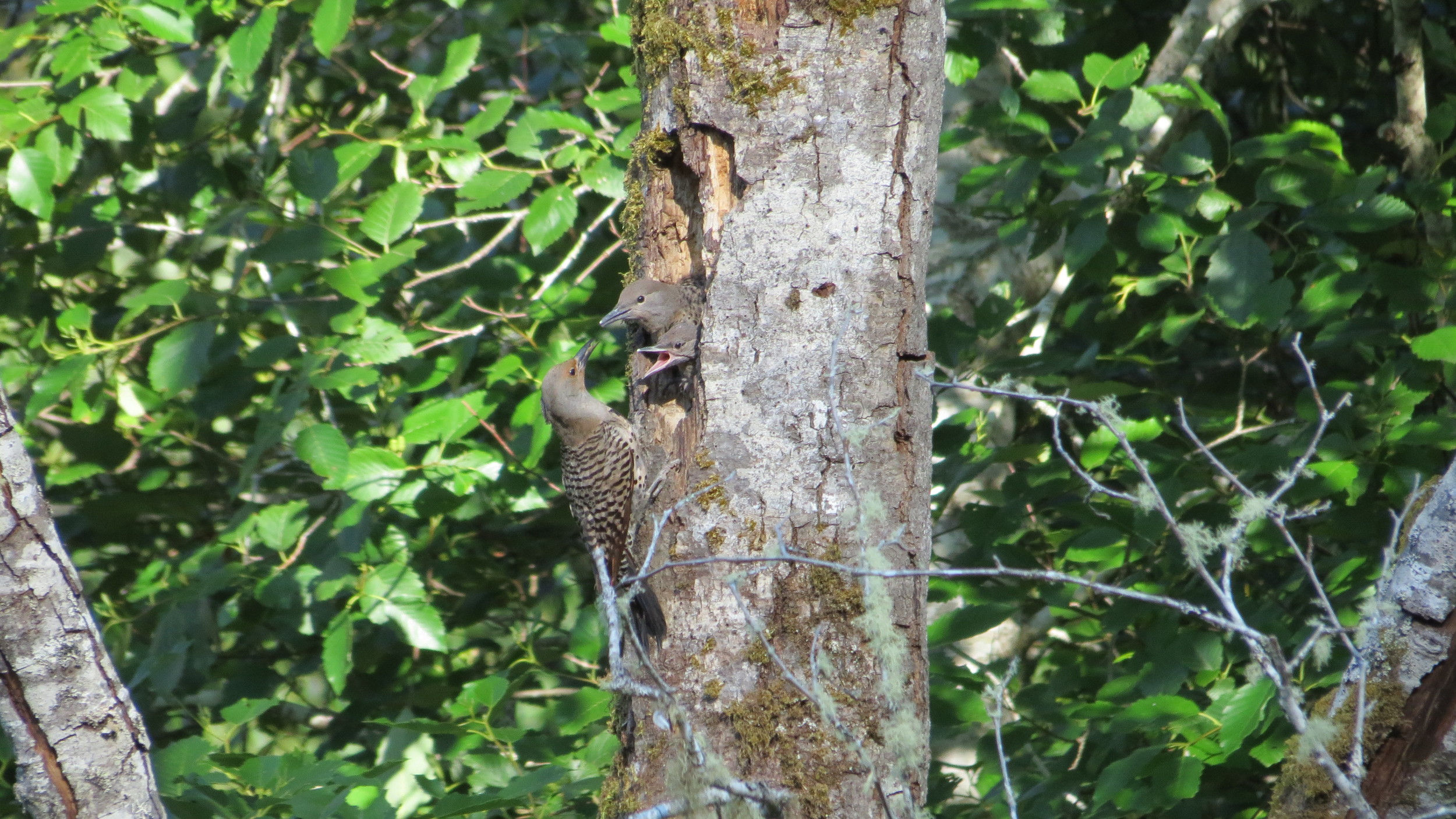 Northern Flicker female feeding 2 chicks