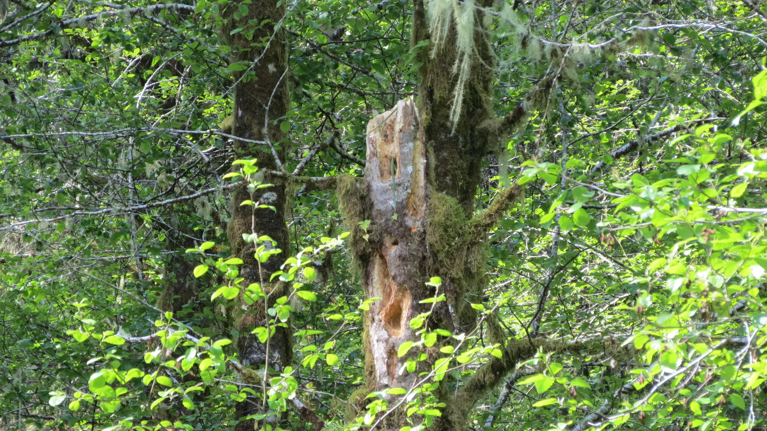 The top blew off this diseased Alder tree after it was weakened further by woodpeckers.