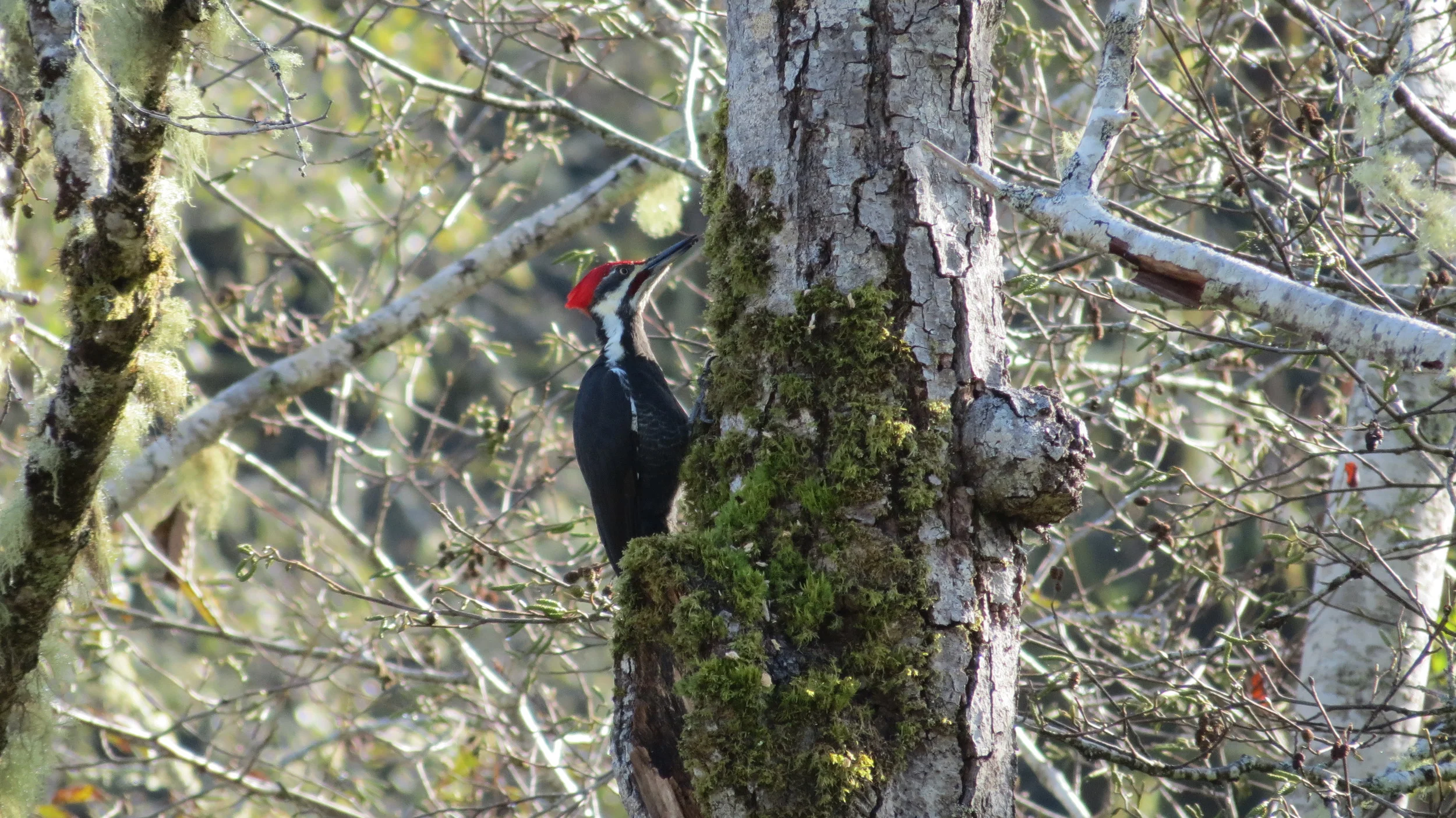 Pileated woodpeckers feed on insects