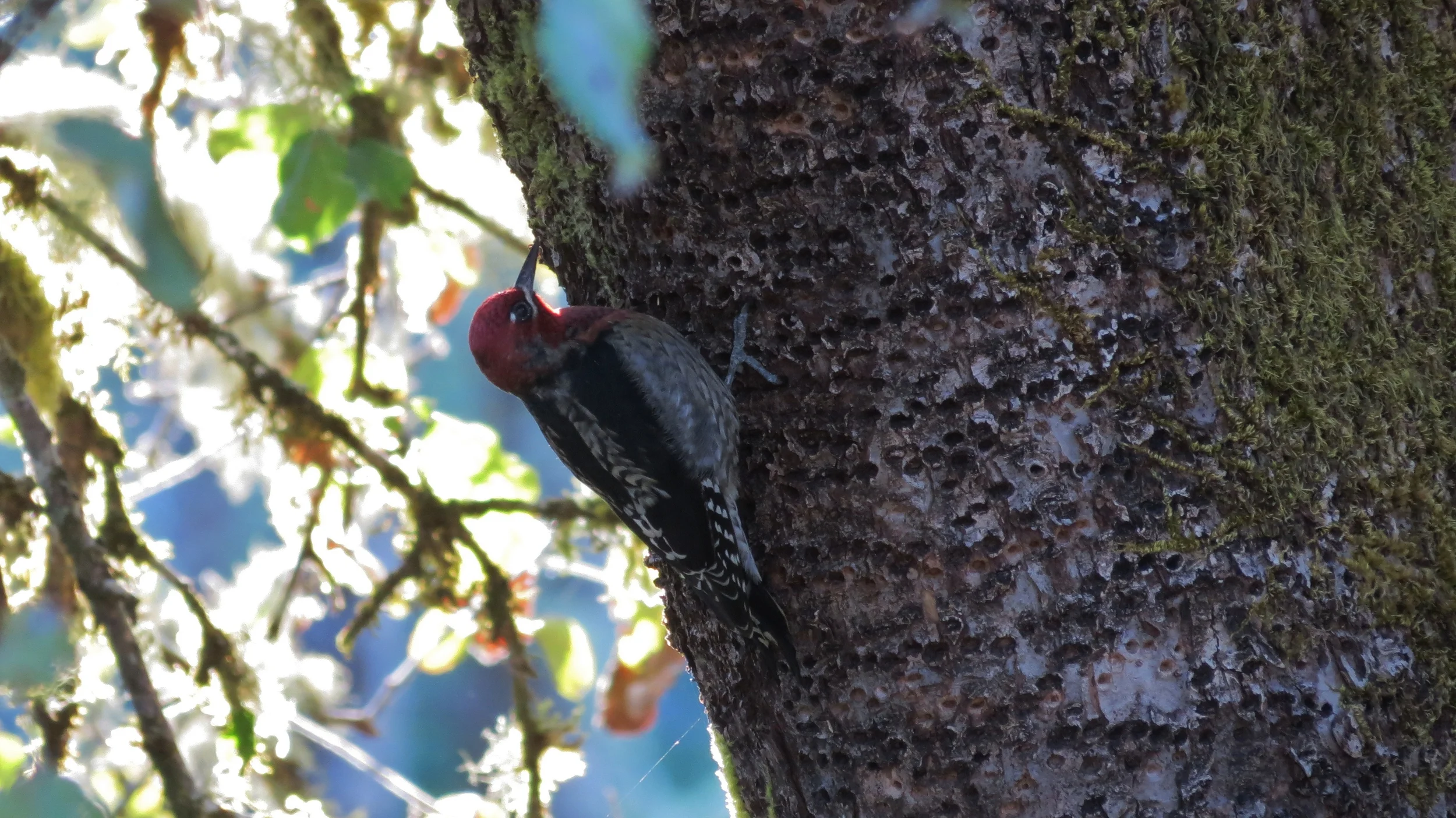 Red-breasted Sapsucker