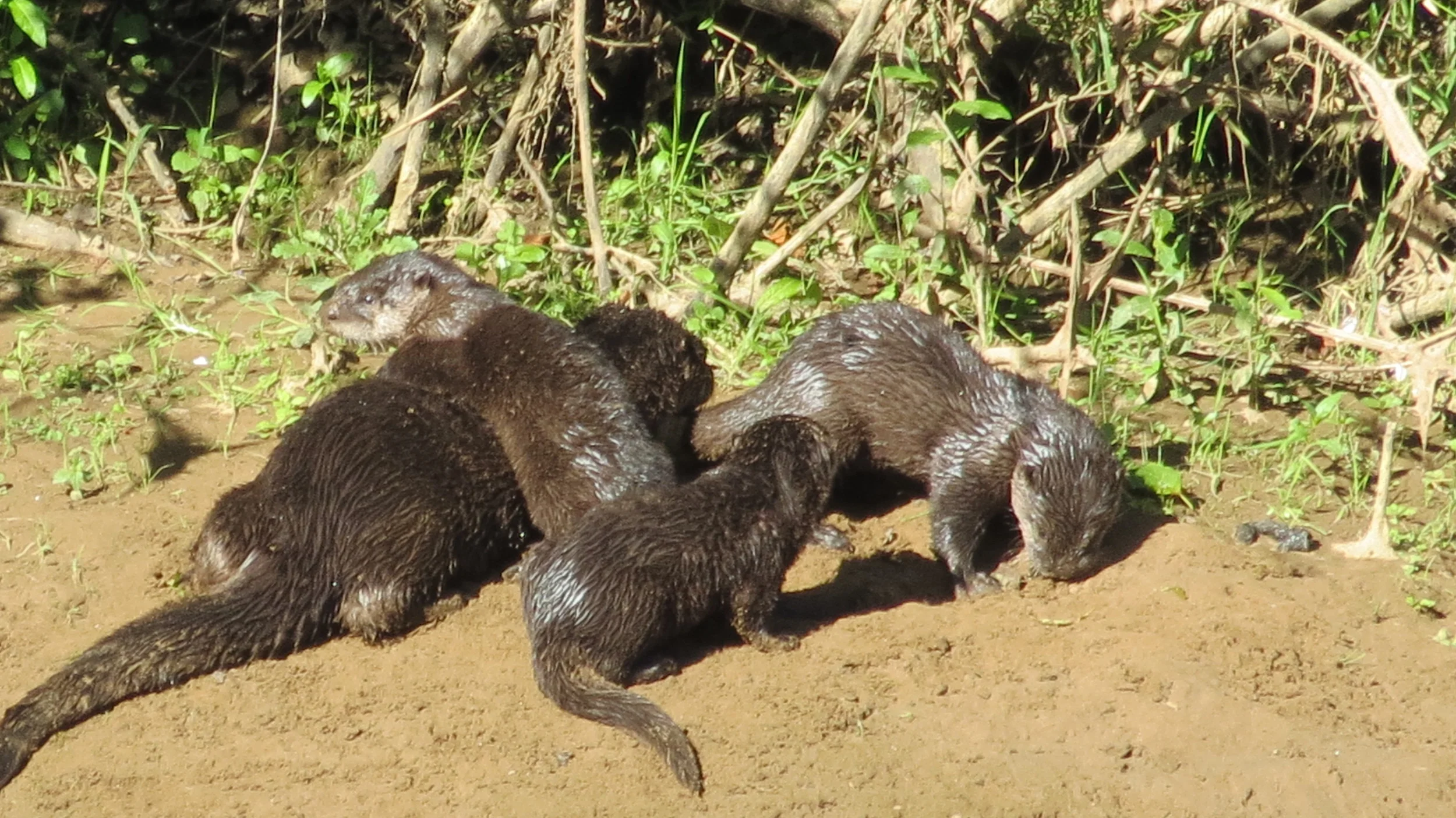 River Otter mom with pups near Blackberry Campground, Alsea River, Central Oregon Coast