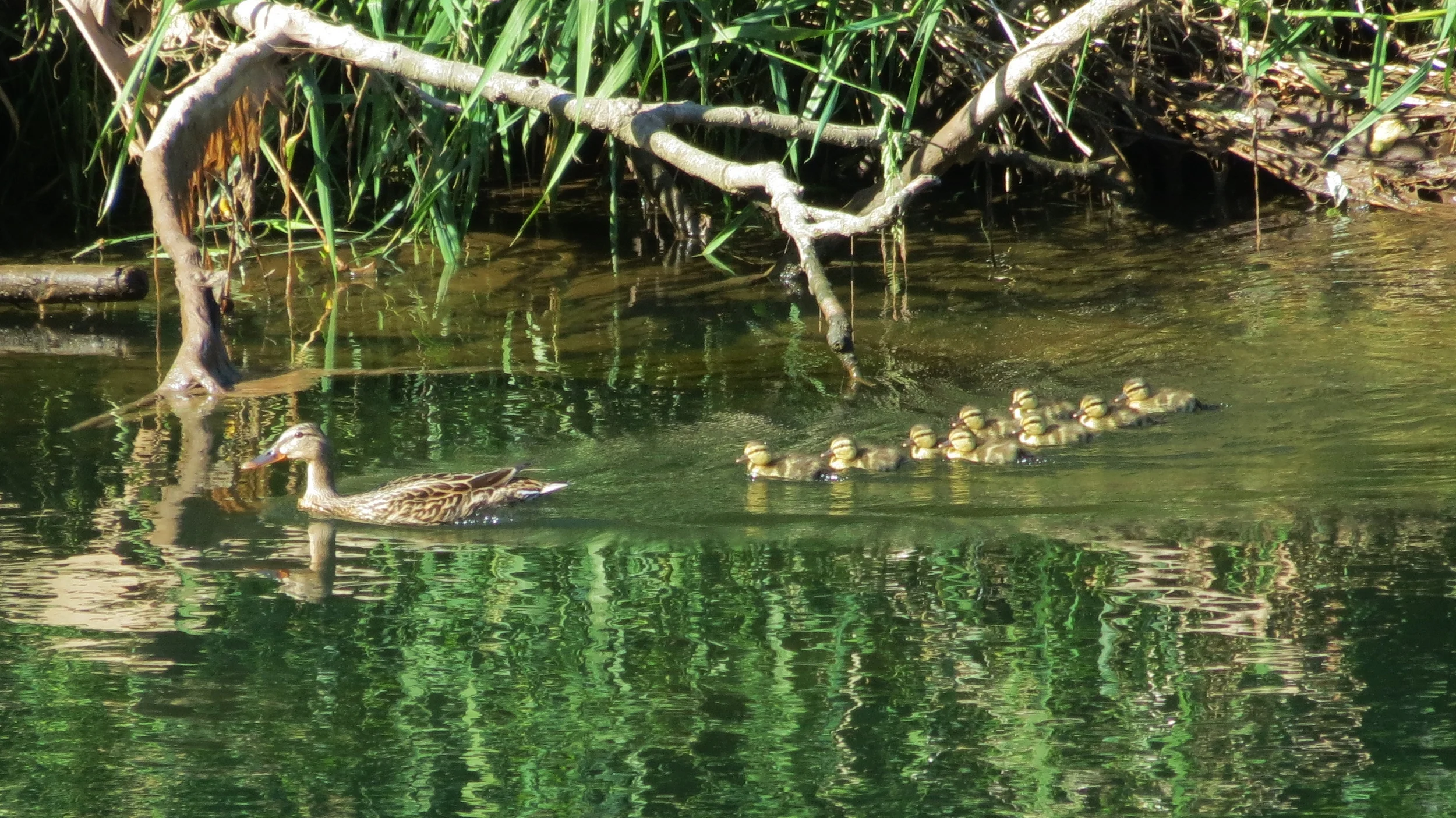 Mallard hen with chicks