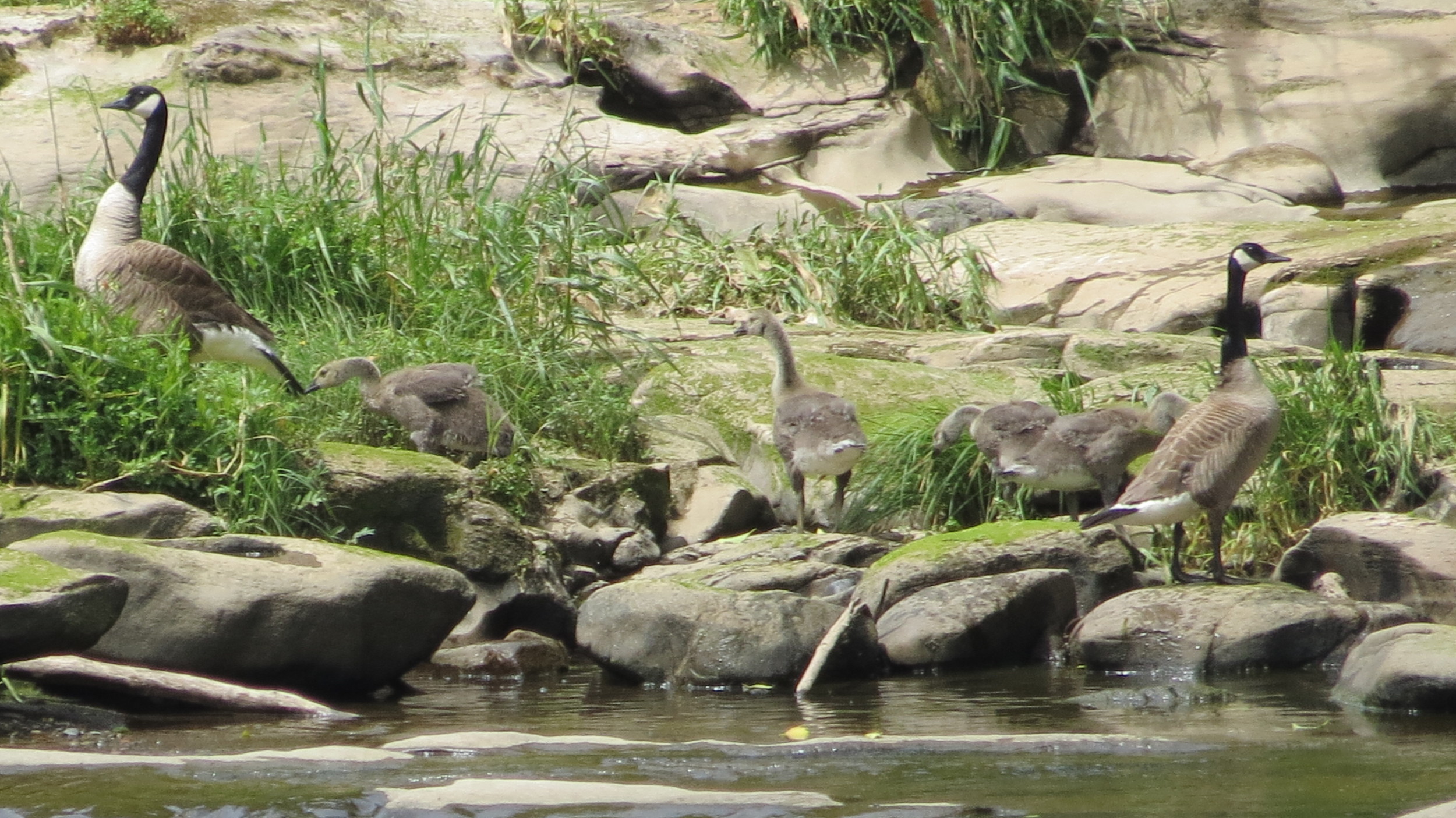Canada Goose family