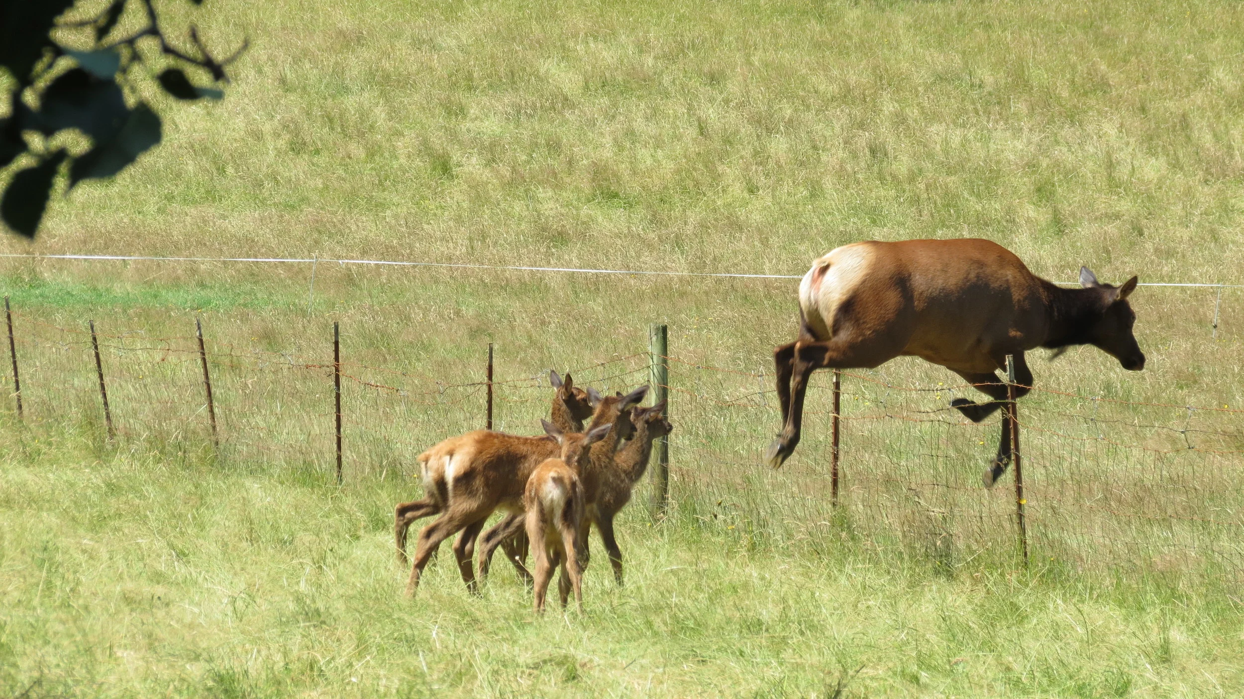Roosevelt Elk cow and calves