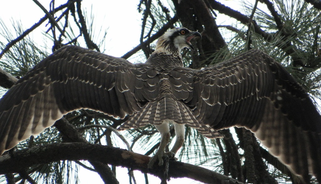 Osprey - Sam Owen Campground, Idaho Panhandle, near Sandpoint, ID