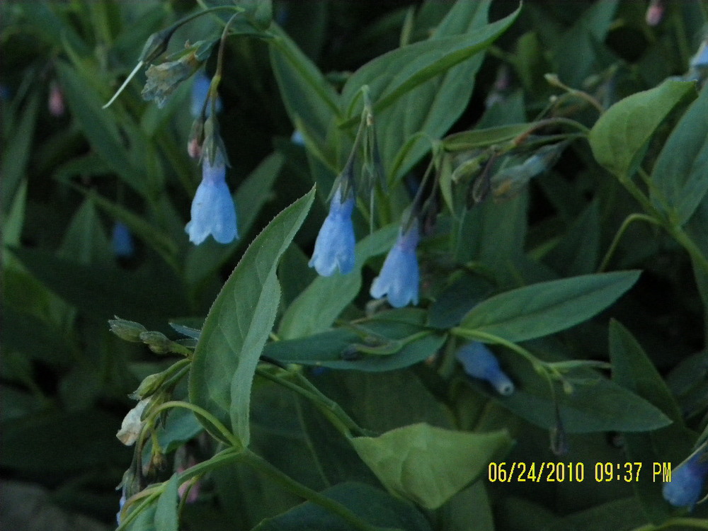 LodgepoleWildflowers-blue3.jpg