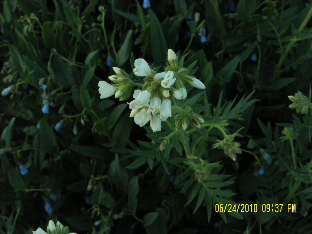 LodgepoleWildflowers-white1.jpg