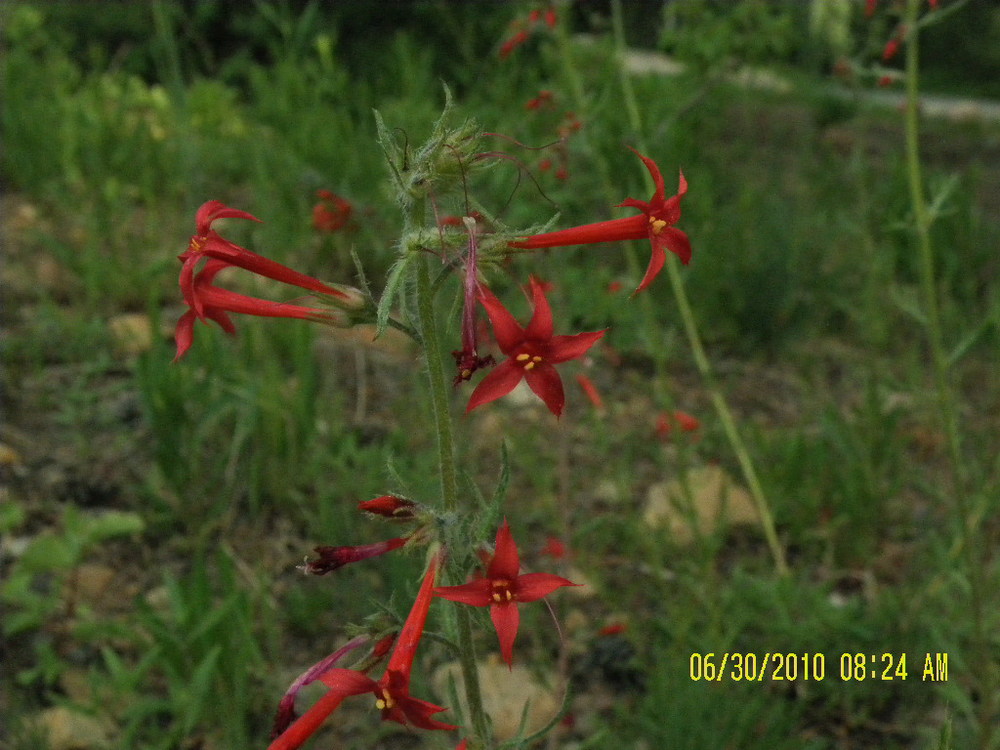 LodgepoleWildflowers-red.jpg