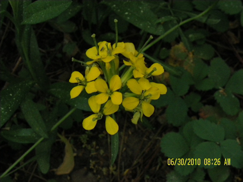 LodgepoleWildflowers-yellow3.jpg