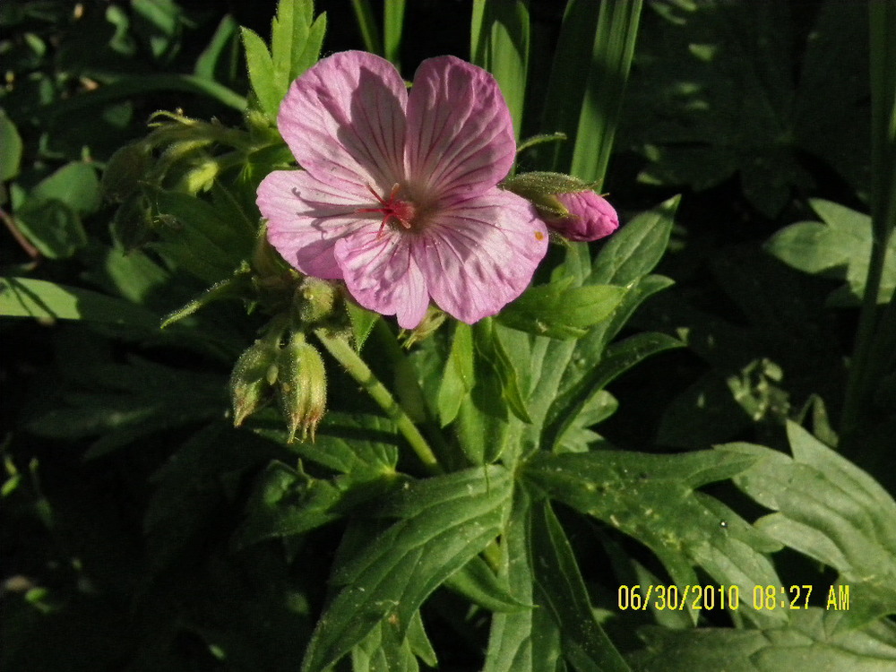 LodgepoleWildflowers-pink2.jpg