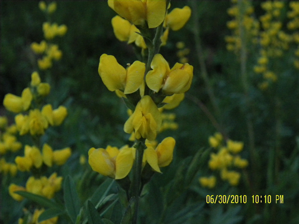 LodgepoleWildflowers-yellow2.jpg