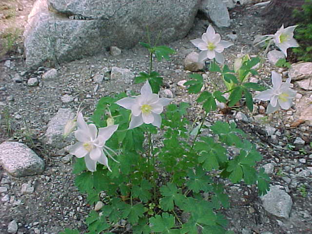 Columbine-Giant.jpg