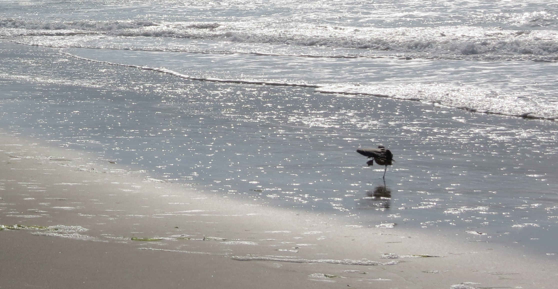 Seagull Beach Yoga on Tillicum Beach, Oregon Coast between Waldport and Yachats