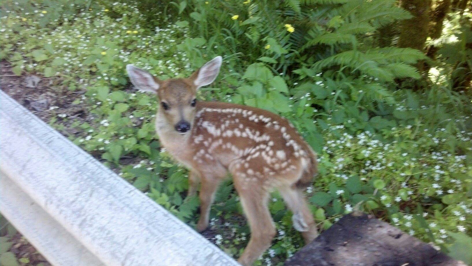 Wildlife