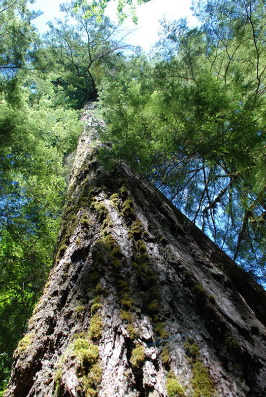 Old growth forest